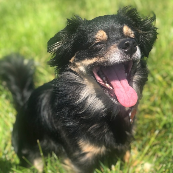 Meet your Posher, Ashley. Instagram: Ashtahfashion - Picture 5 of 7